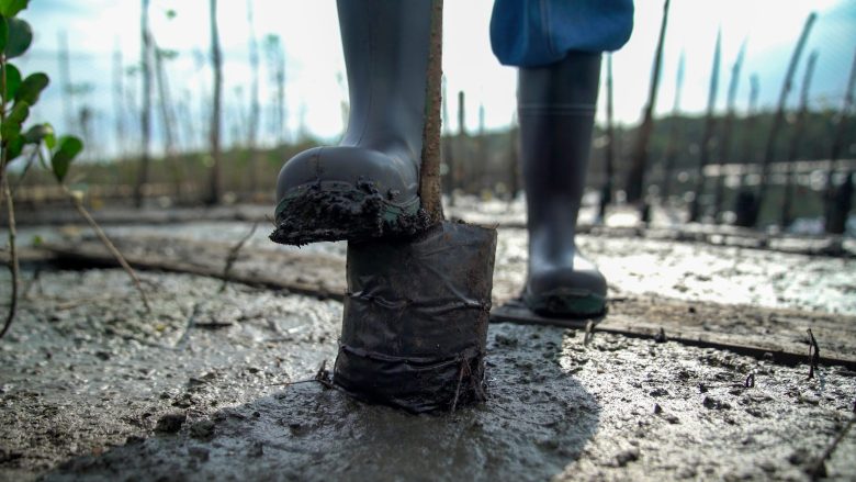 Dia de Proteção aos Manguezais: plantio de 20 mil mudas transforma cenário às margens da Baía de Guanabara 